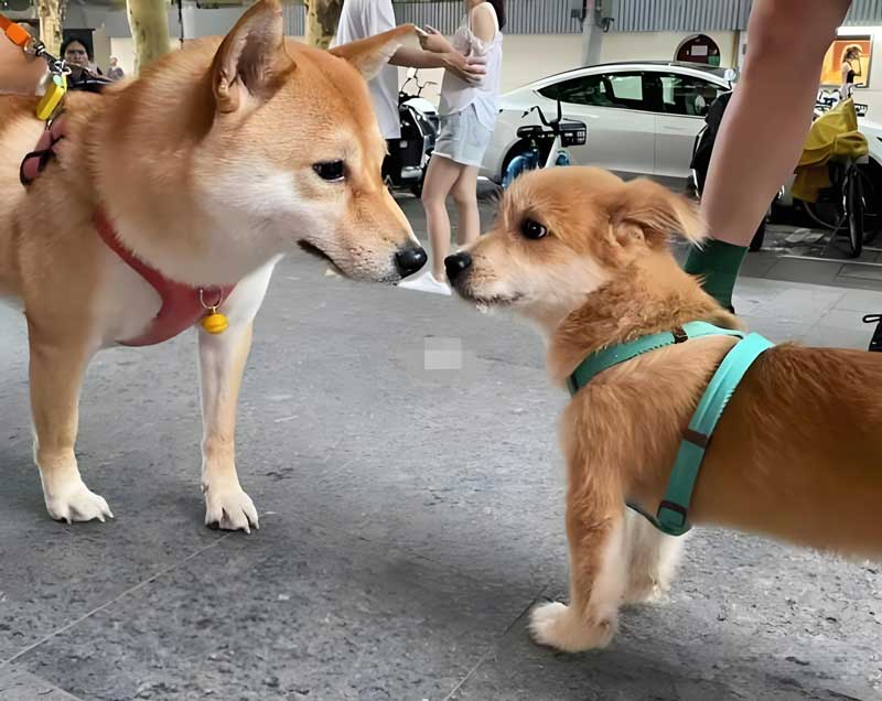 尊龙凯时人生就是搏宠物