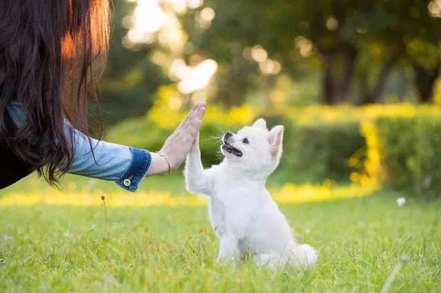 尊龙凯时人生就是搏宠物